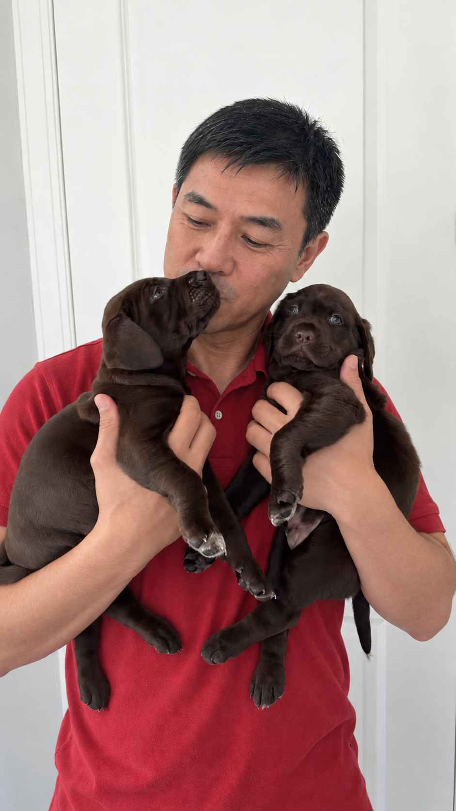 A man holding two chocolate Labrador puppies